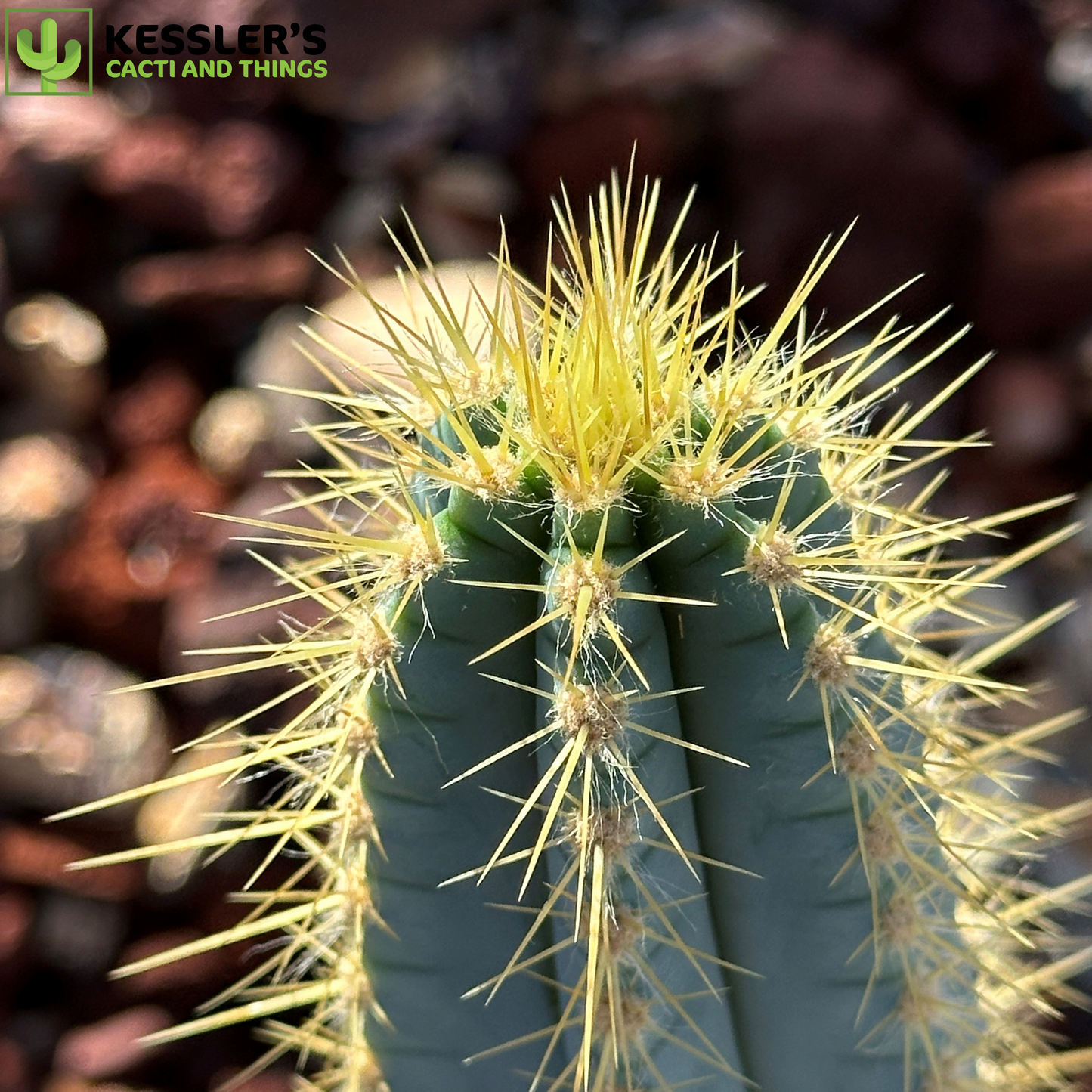 Pilosocereus Magnificus (Facheiro)