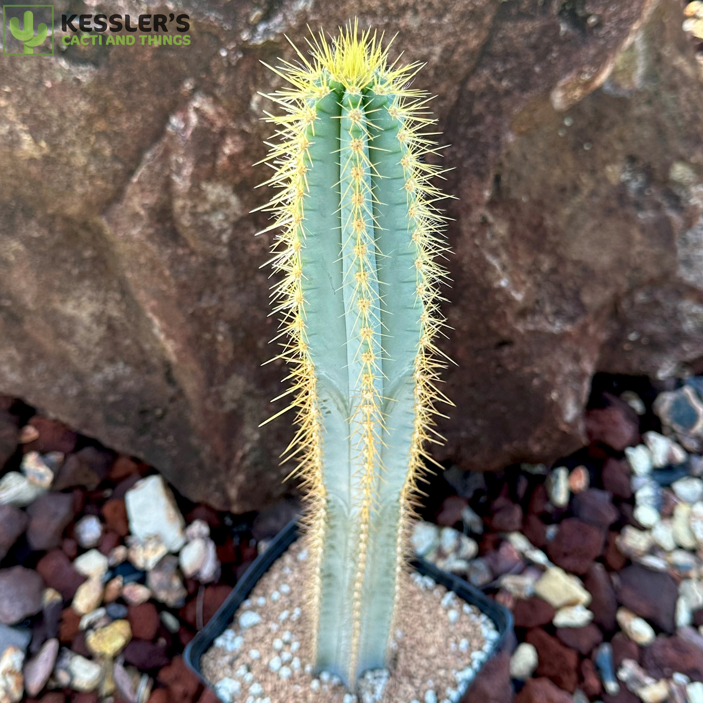 Pilosocereus Magnificus (Facheiro)