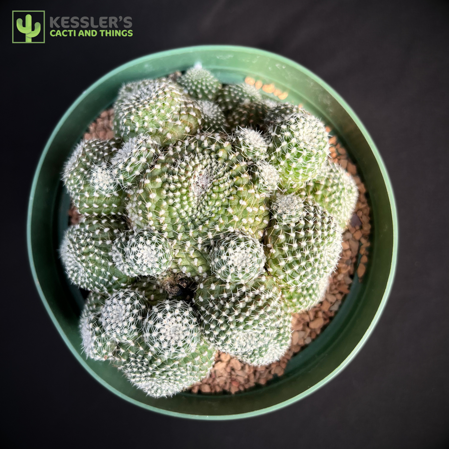 Rebutia Krainziana (Scarlet Ball Cactus)