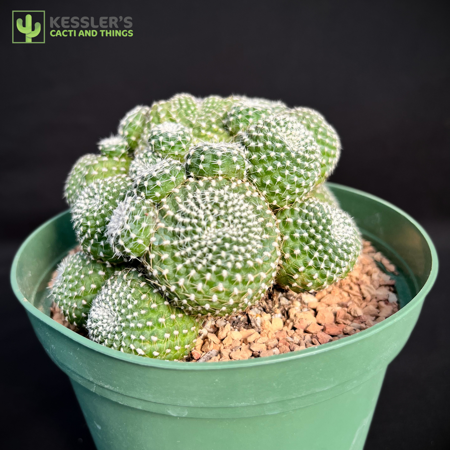 Rebutia Krainziana (Scarlet Ball Cactus)