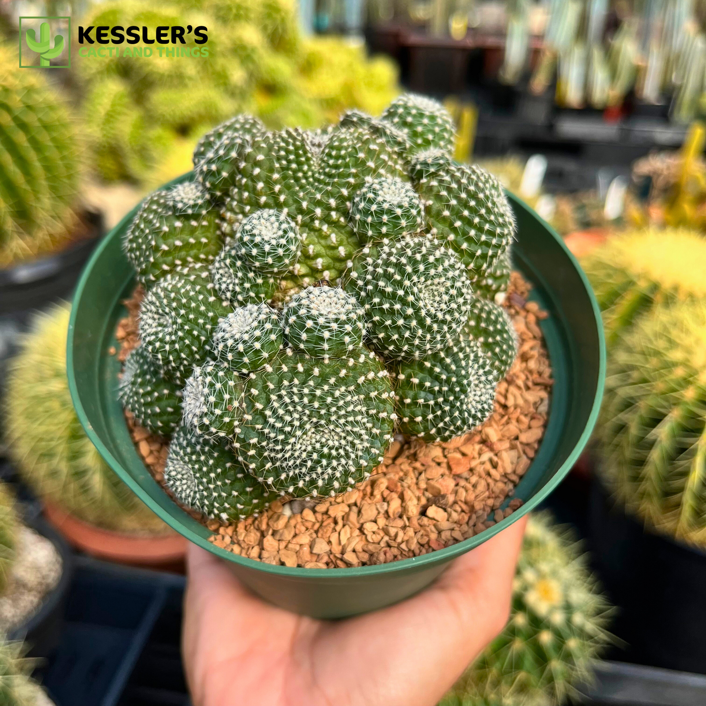 Rebutia Krainziana (Scarlet Ball Cactus)