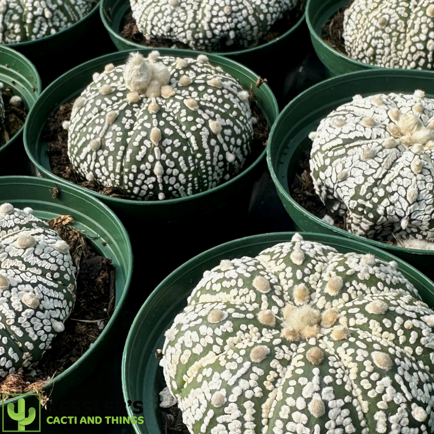 Astrophytum Asterias 'Super Kabuto'