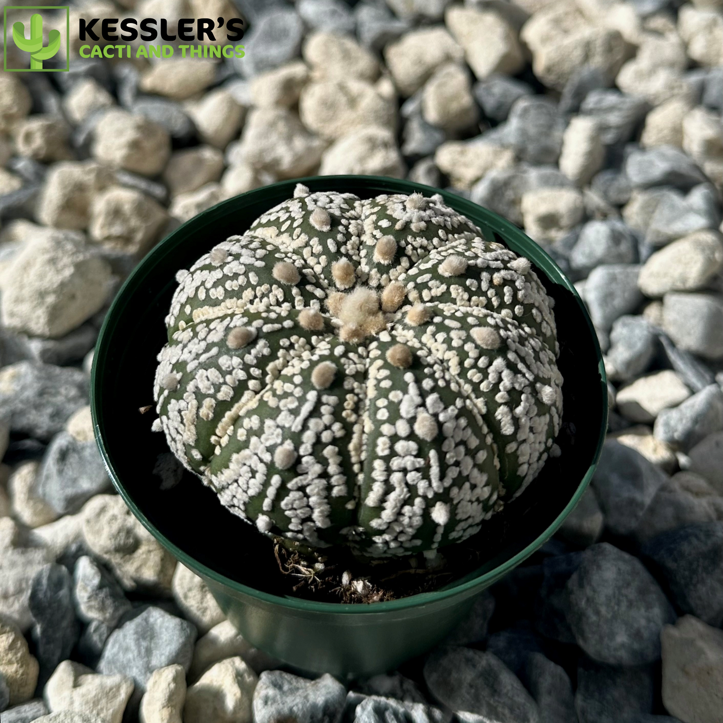 Astrophytum Asterias 'Super Kabuto'