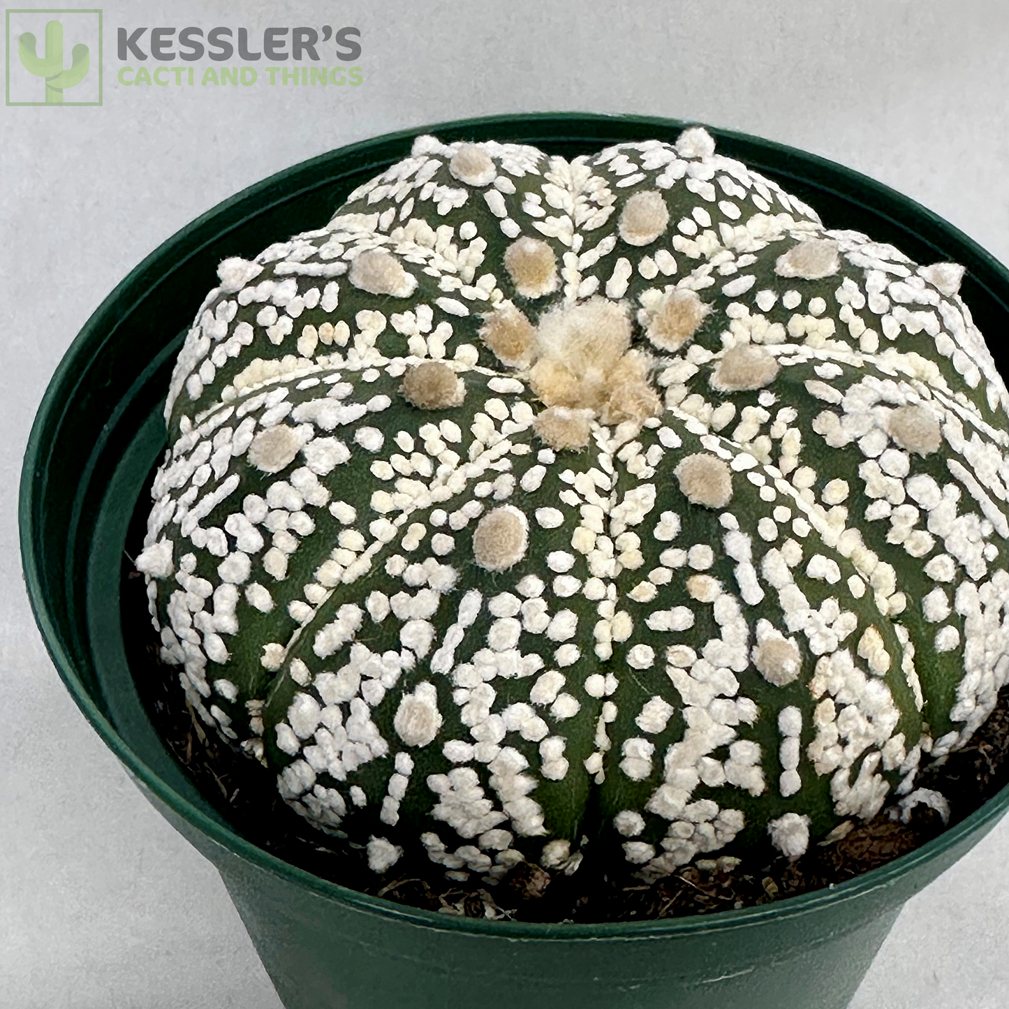 Astrophytum Asterias 'Super Kabuto'