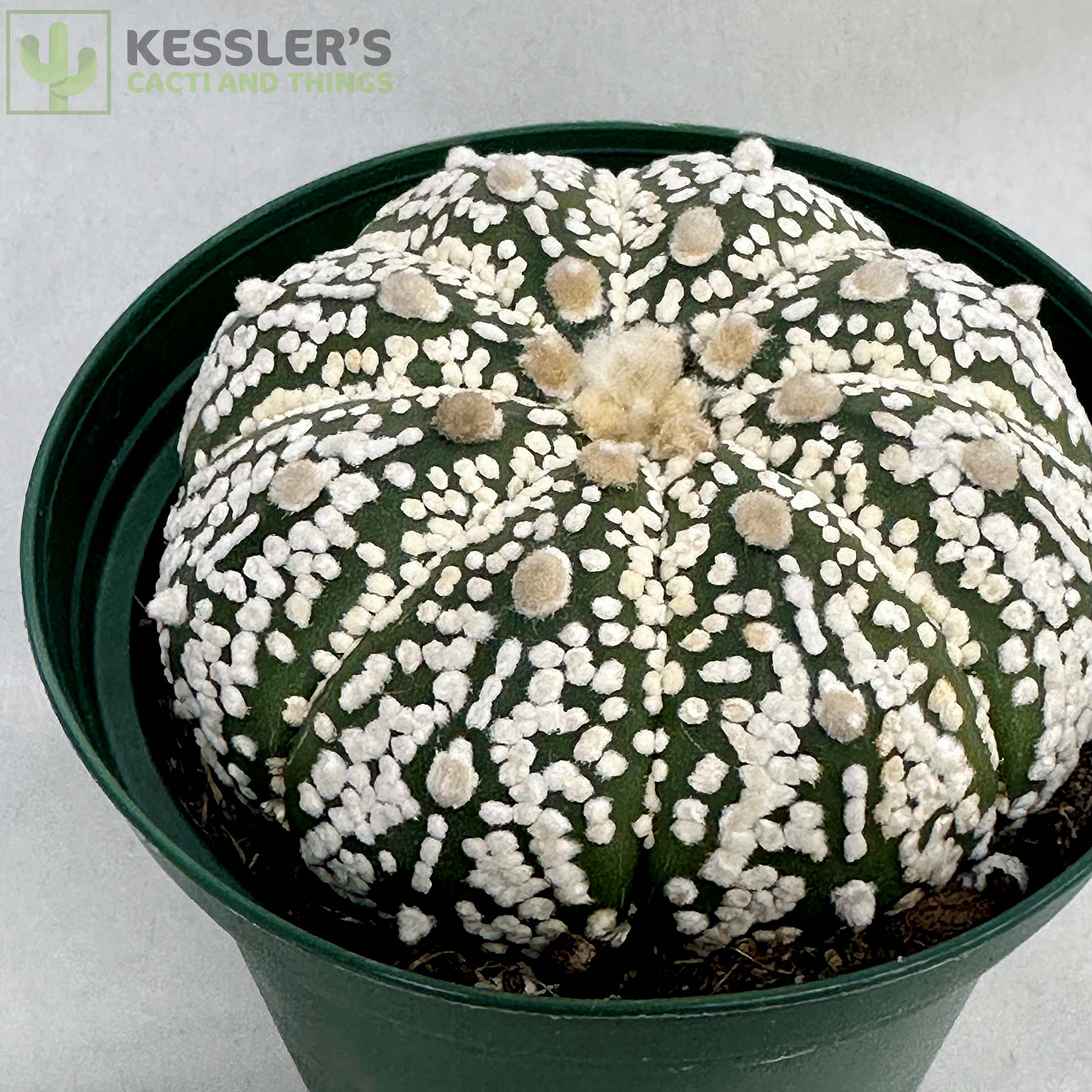 Astrophytum Asterias 'Super Kabuto' – Kesslers Cacti