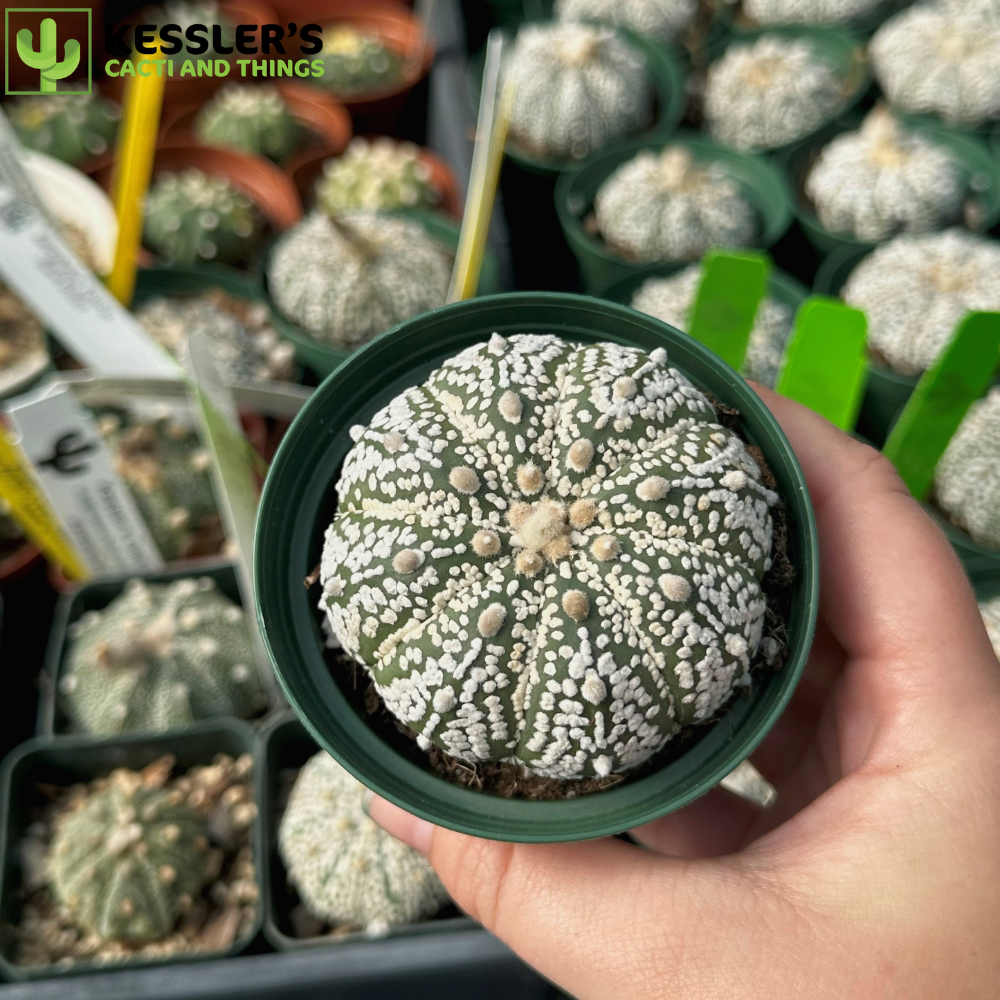 Astrophytum Asterias 'Super Kabuto'