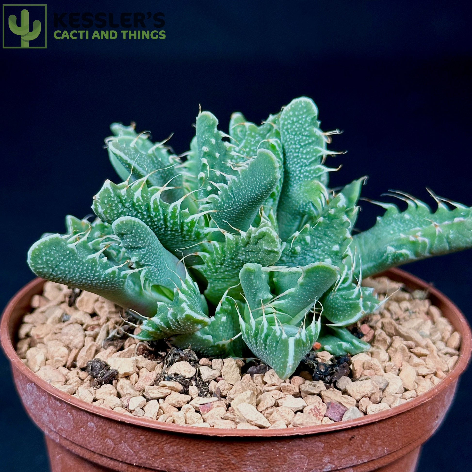 tiger jaw succulent squishy Faucaria Tigrina (Tiger Jaws)