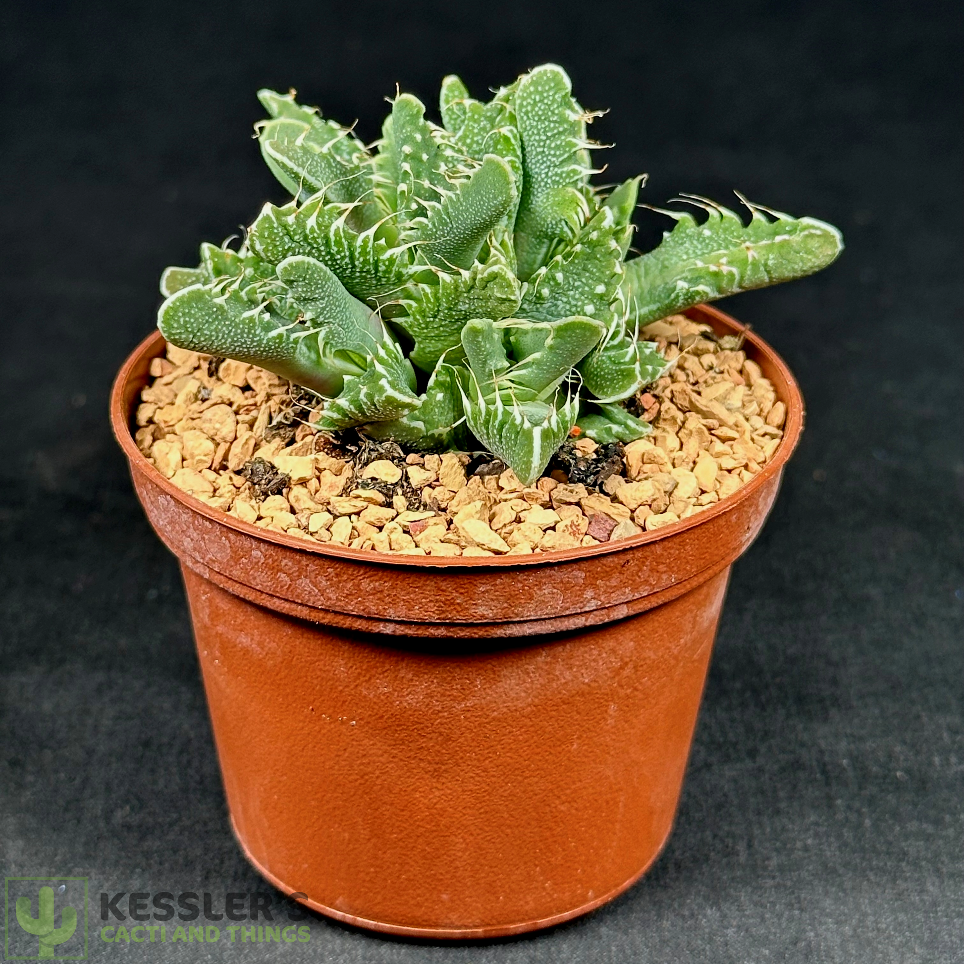 tiger jaw succulent Faucaria Tigrina (Tiger Jaws) – Kesslers Cacti