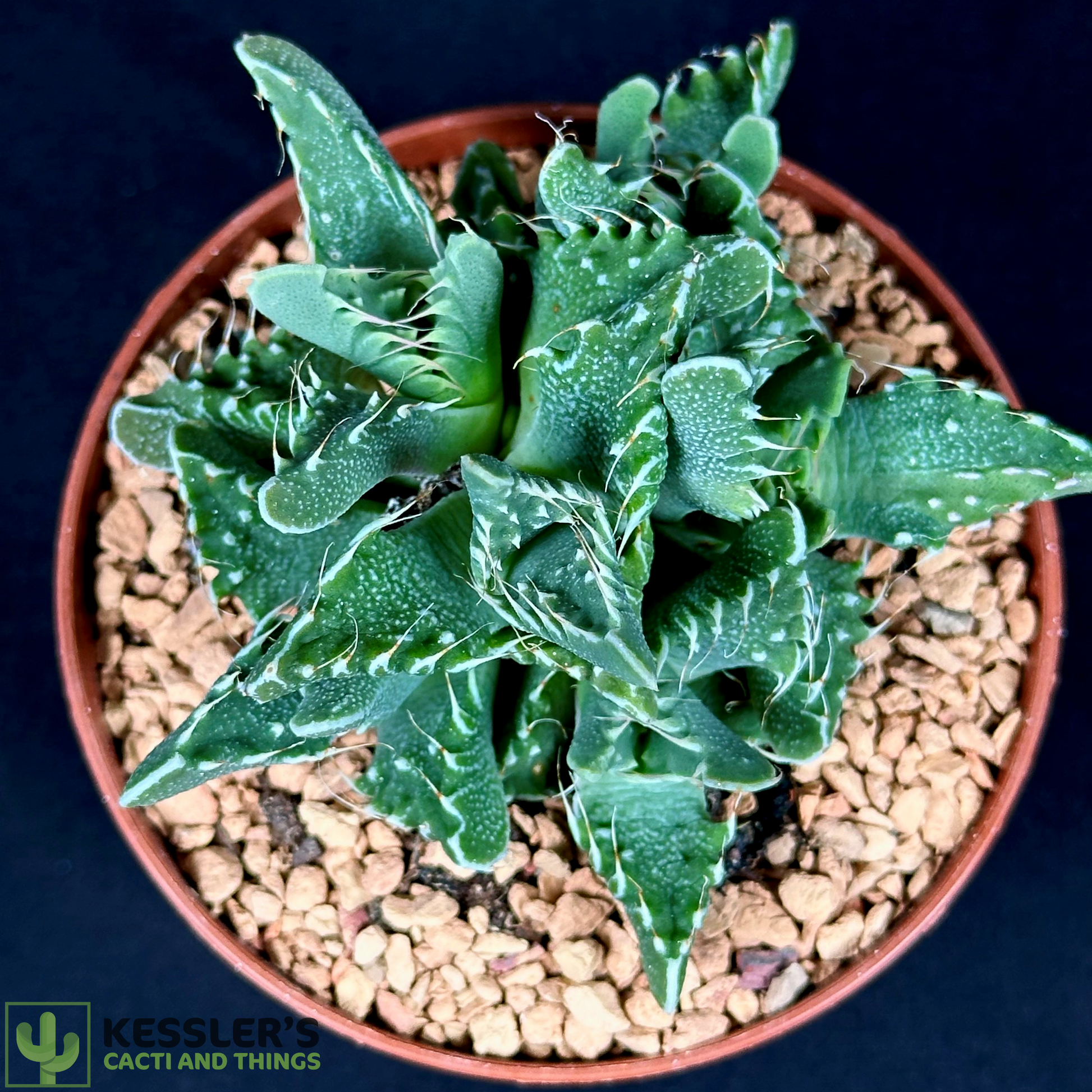tiger jaw succulent Faucaria Tigrina (Tiger Jaws) – Kesslers Cacti