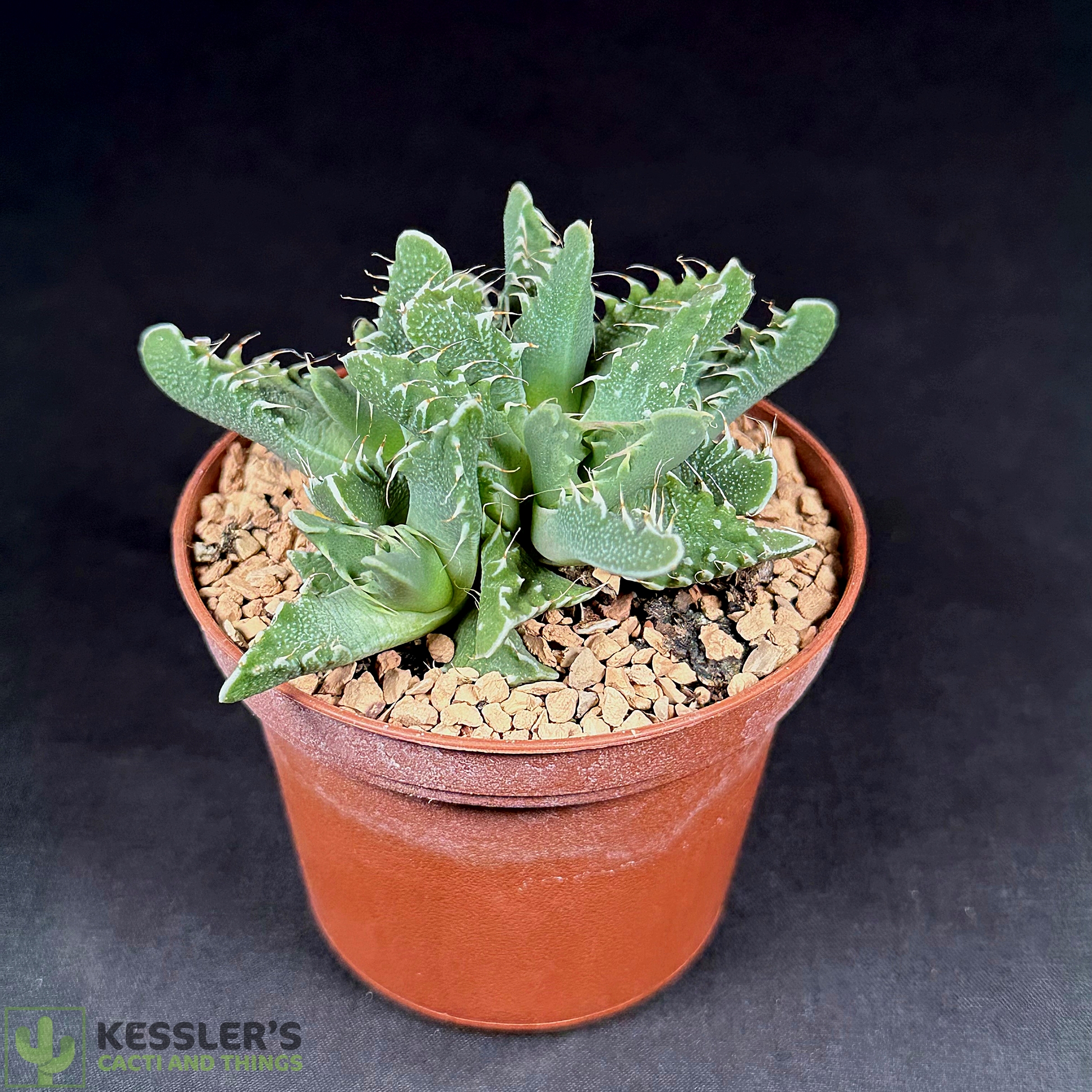 tiger plant succulent Faucaria Tigrina (Tiger Jaws) – Kesslers Cacti