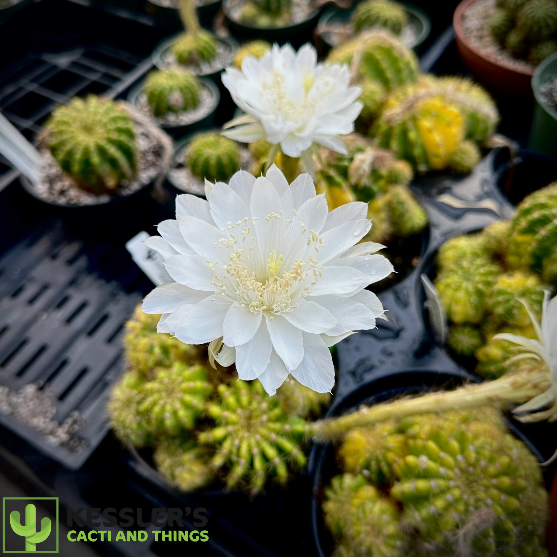 Variegated Echinopsis Tubiflora (Cereus Tubiflorus) – Kesslers Cacti