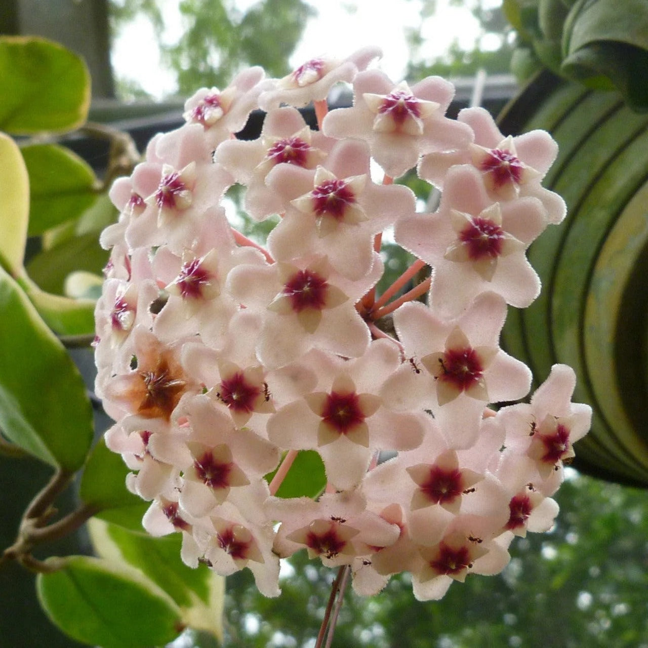 A Flowering Hoya Carnosa