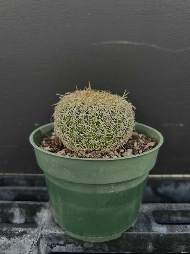 Discocactus zehntneri