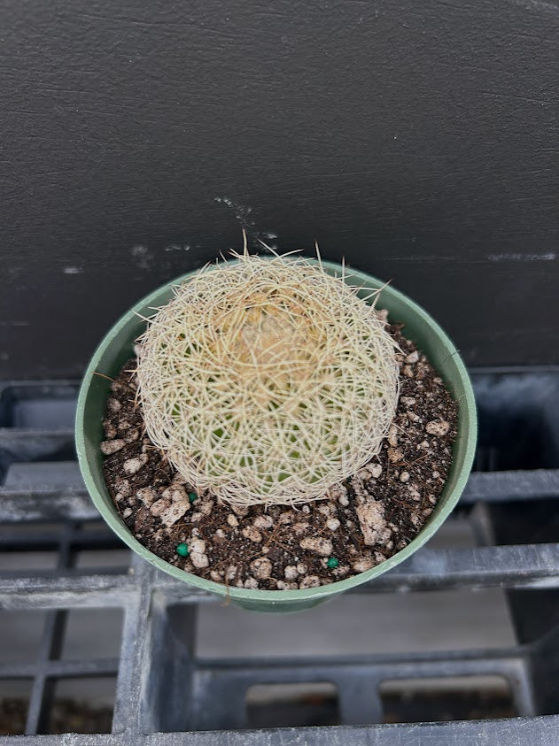 Discocactus zehntneri