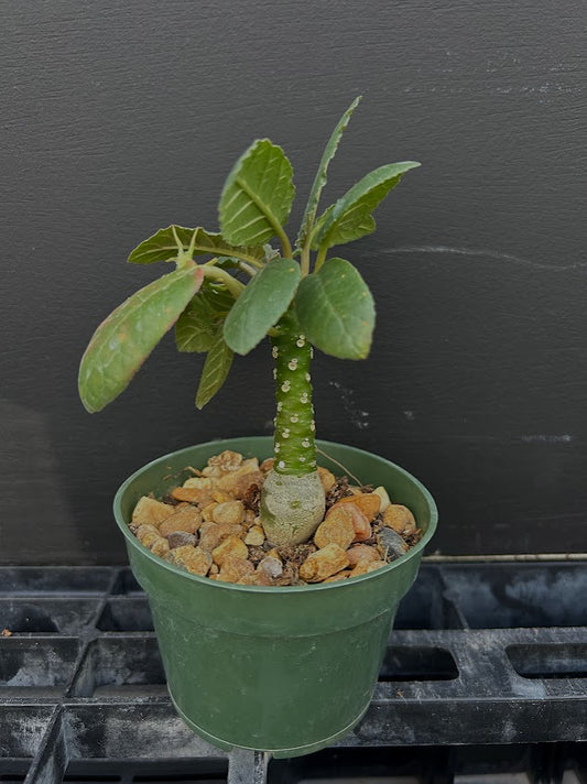 Dorstenia foetida