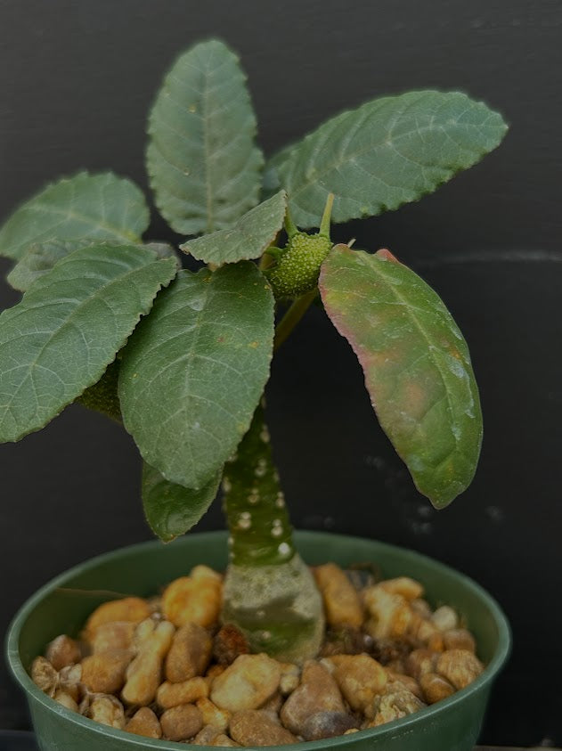 Dorstenia foetida