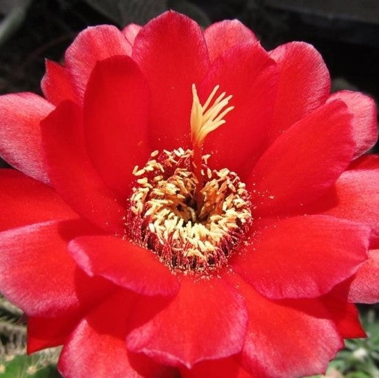 Echinopsis Huascha v. Grandiflorus Flower