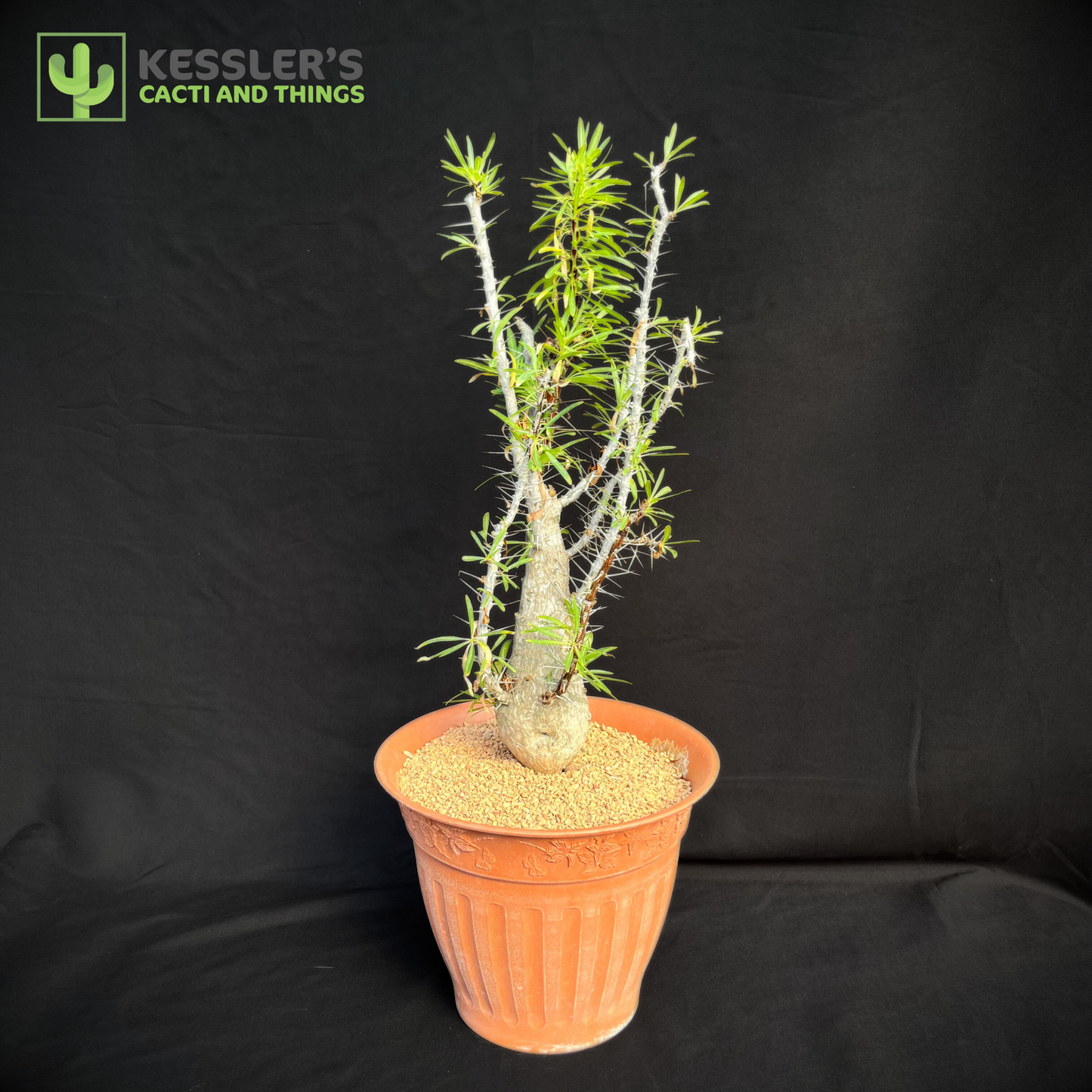 Fouquieria - Purpusii (Purpus' Ocotillo) – Kesslers Cacti Fouquieria - Purpusii (Purpus' Ocotillo) – Kesslers Cacti