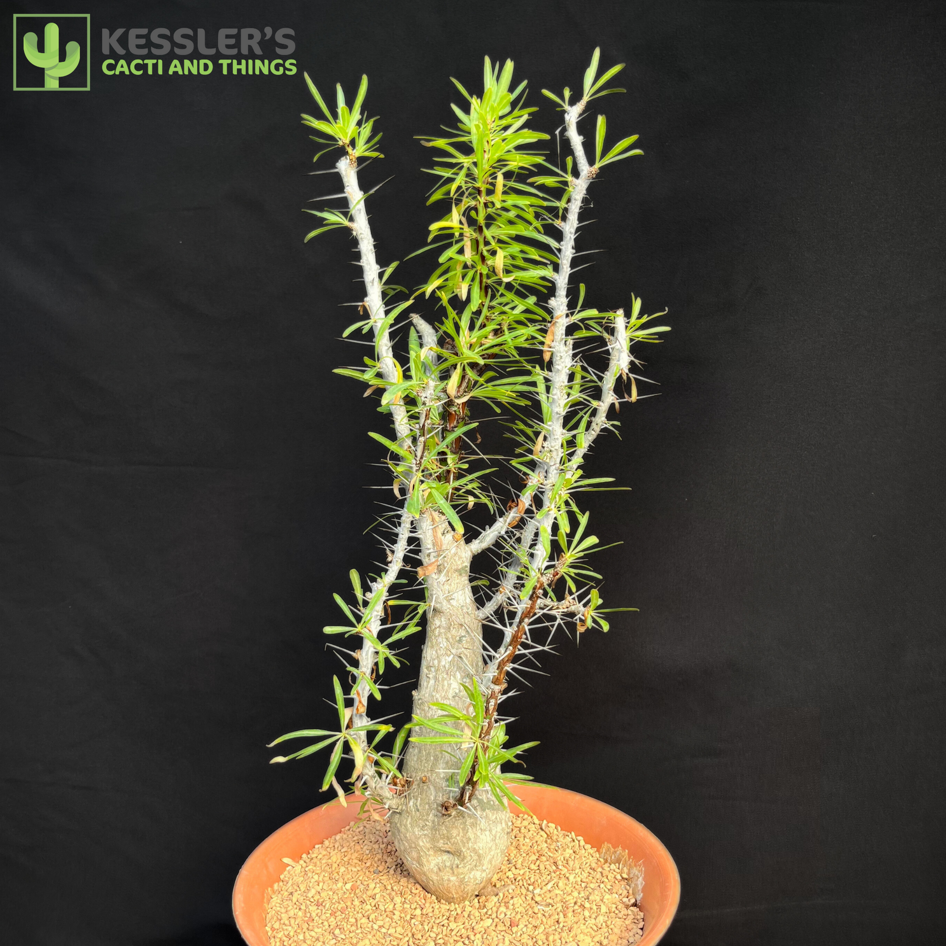 Fouquieria - Purpusii (Purpus' Ocotillo) – Kesslers Cacti Fouquieria - Purpusii (Purpus' Ocotillo) – Kesslers Cacti