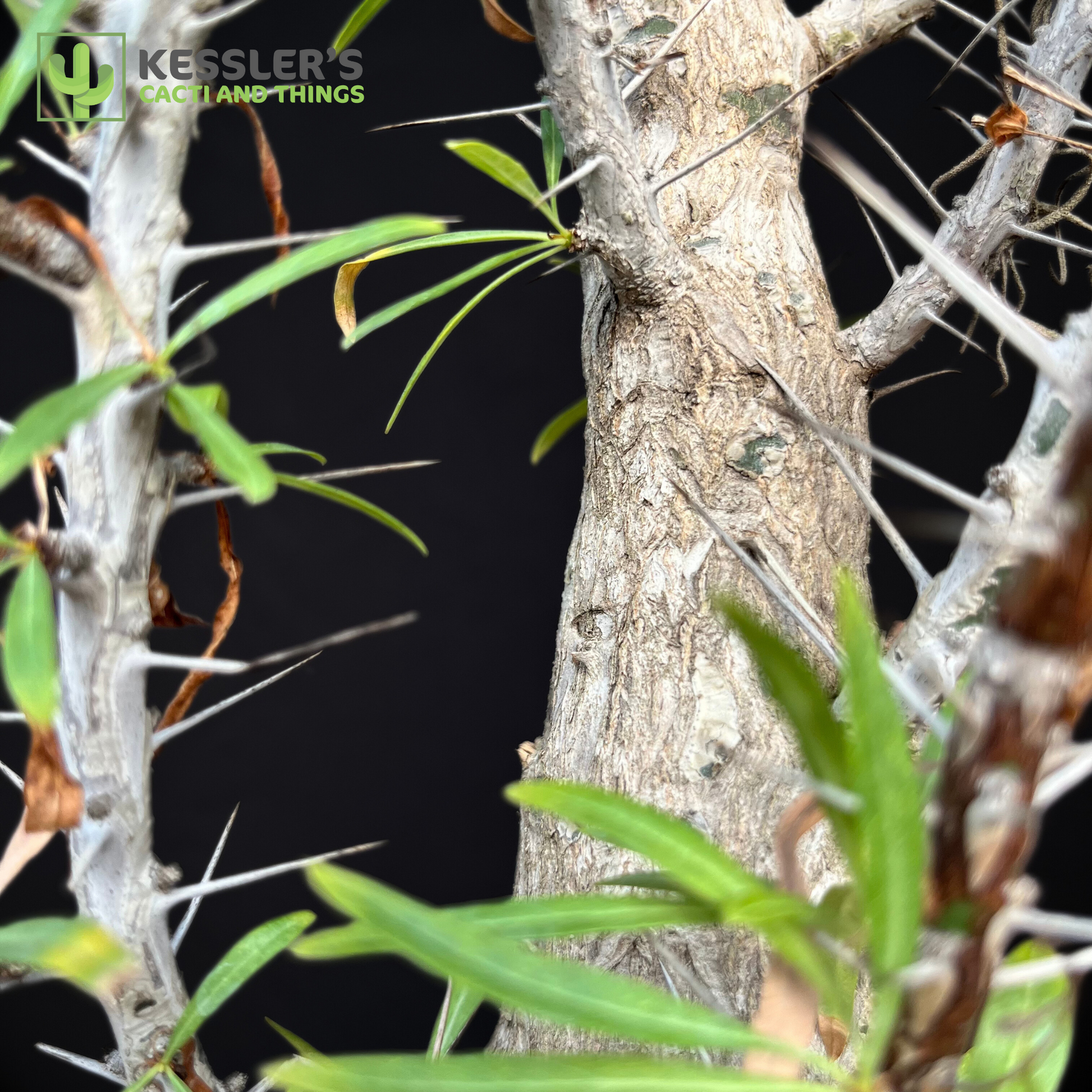 DEGさん専用 中型 塊根植物 Foquieria pulpusii Fouquieria - Purpusii DEGさん専用 中型 塊根植物 Foquieria pulpusii Fouquieria - Purpusii
