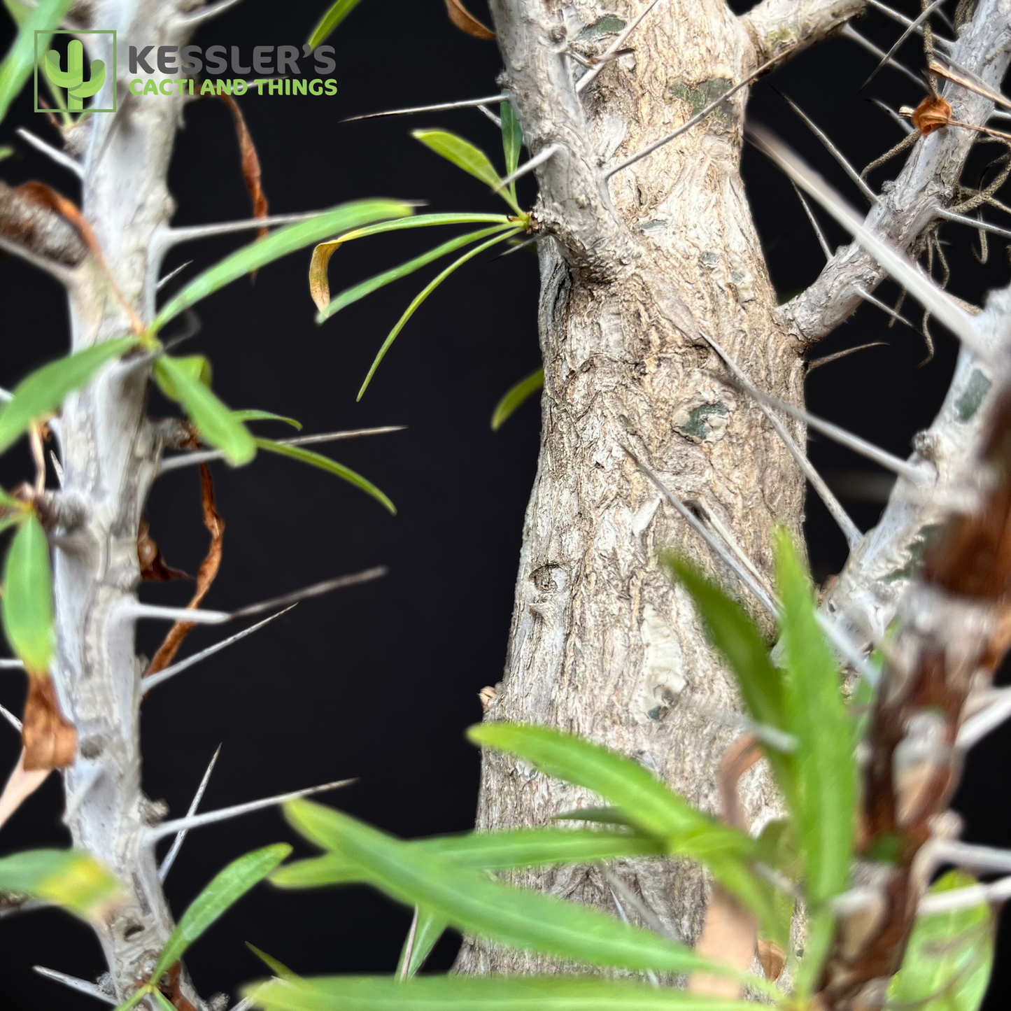 Fouquieria - Purpusii (Purpus’ Ocotillo)