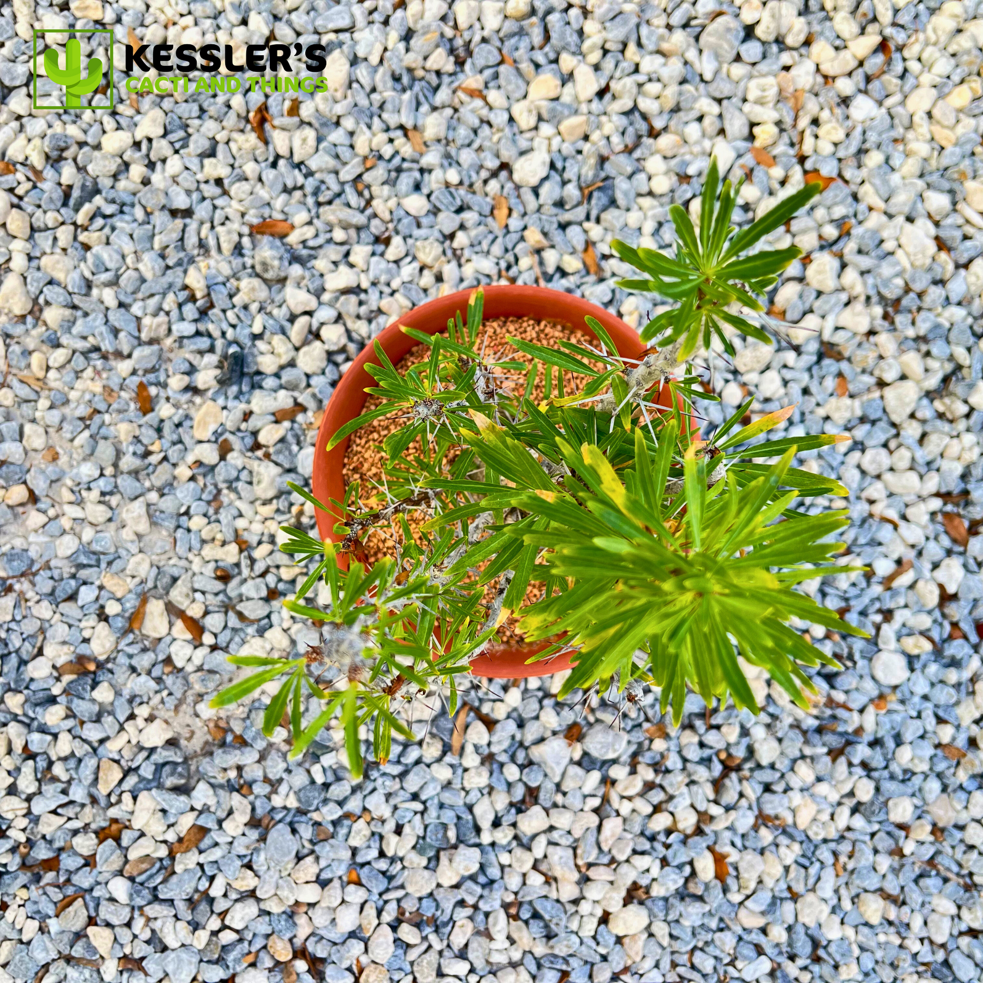 Fouquieria - Purpusii (Purpus' Ocotillo) – Kesslers Cacti Fouquieria - Purpusii (Purpus' Ocotillo) – Kesslers Cacti