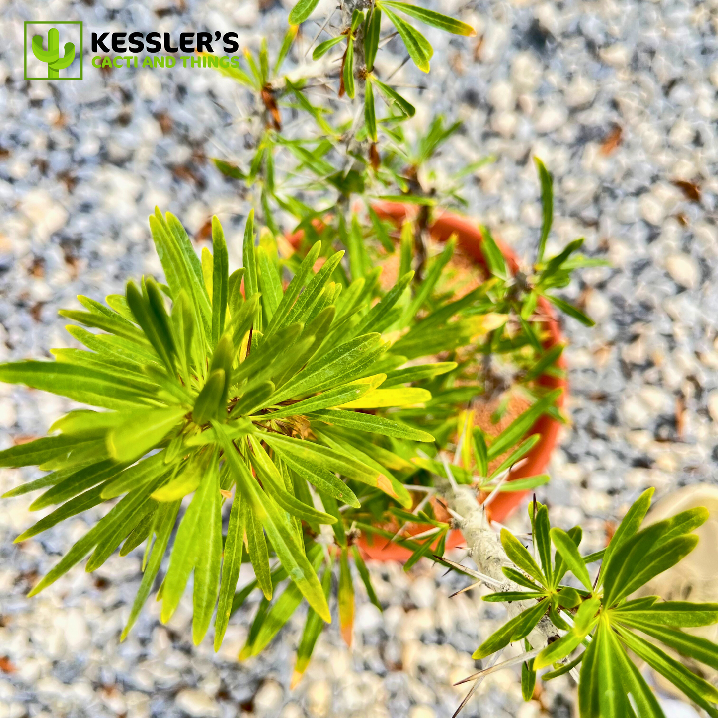 Fouquieria - Purpusii (Purpus’ Ocotillo)