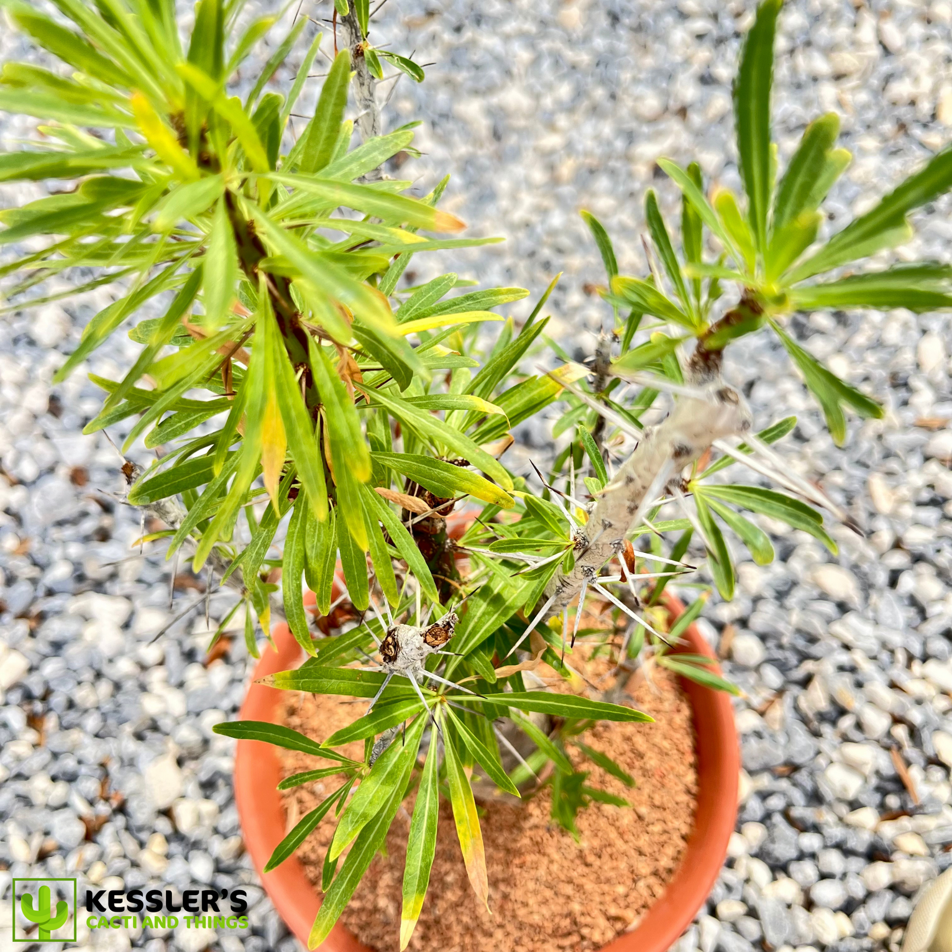 Fouquieria - Purpusii (Purpus’ Ocotillo)