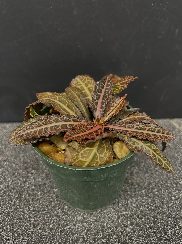 Euphorbia Francoisii Thai Hybrid