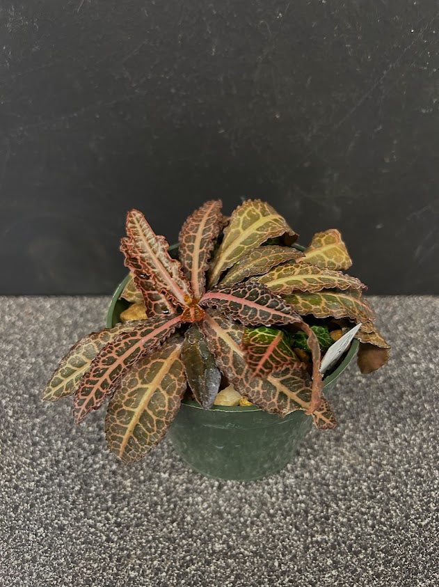 Euphorbia francoisii