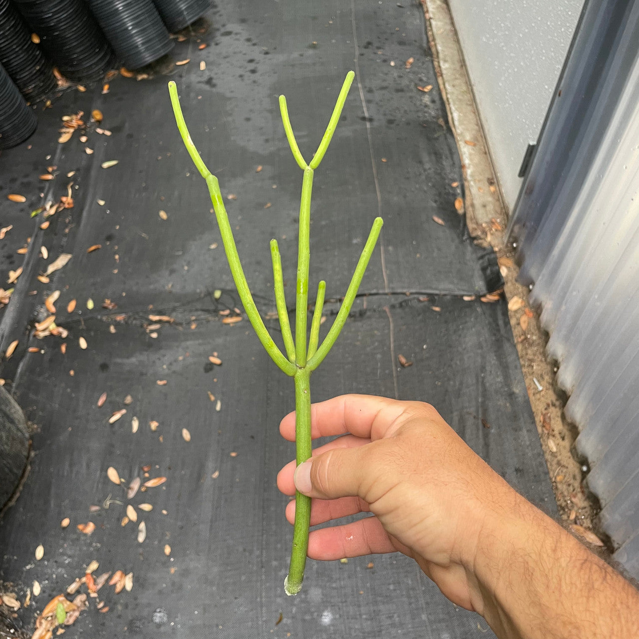 Euphorbia Fiherenensis (Pencil Plant) Cutting