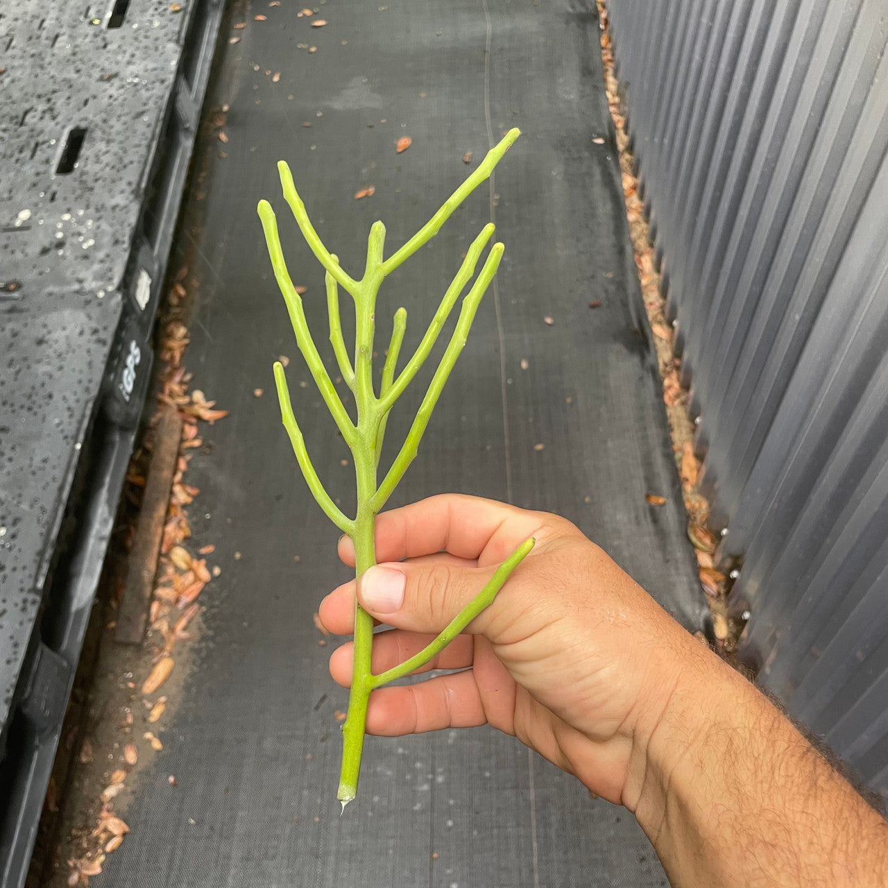 Cutting of Euphorbia Fiherenensis (Pencil Plant)