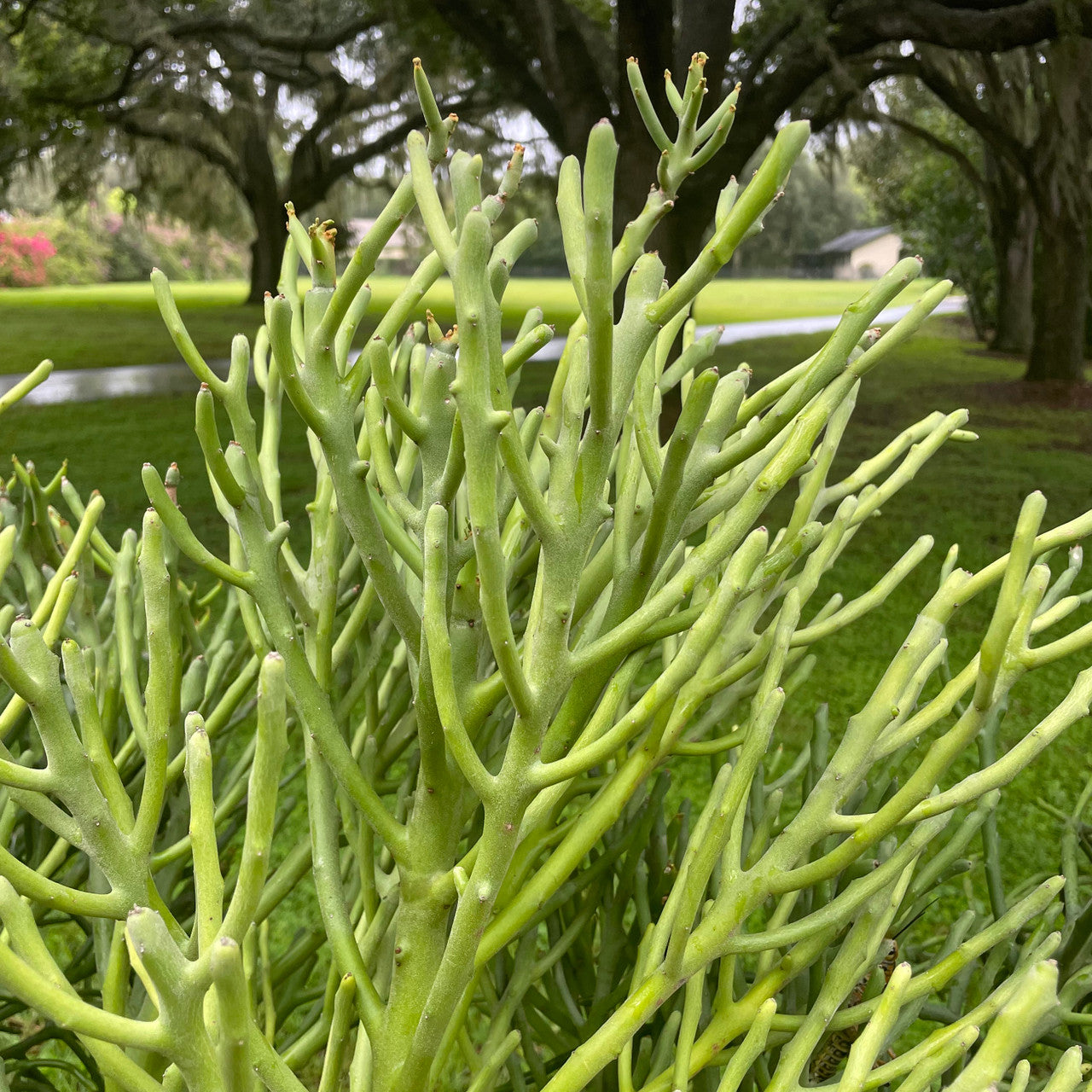 Large Pencil Plant up close