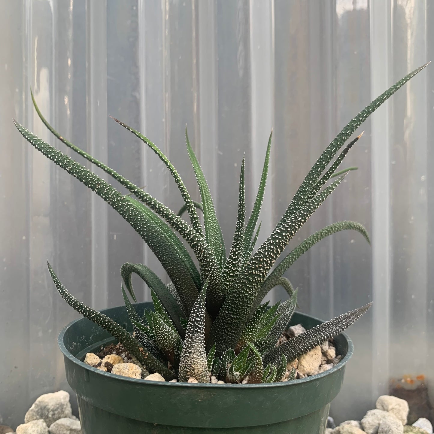 Haworthia Concolor