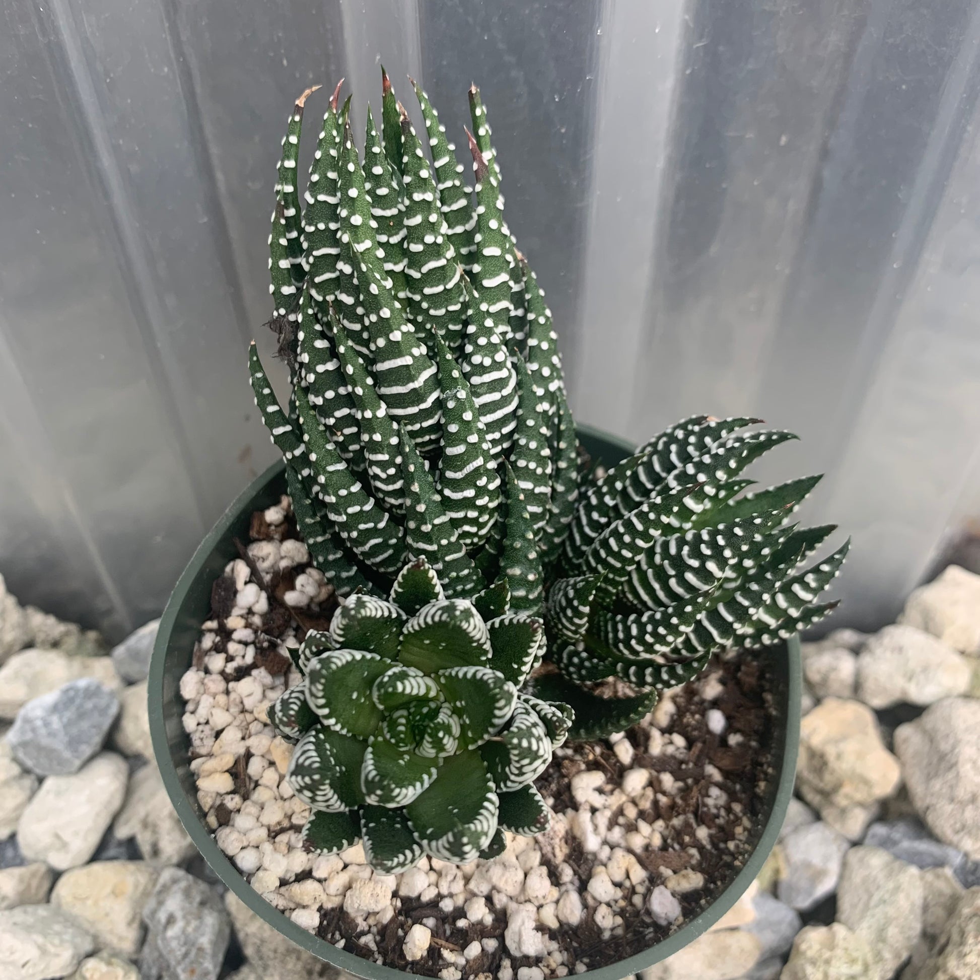 owls claw succulent Haworthia Super Fasciata