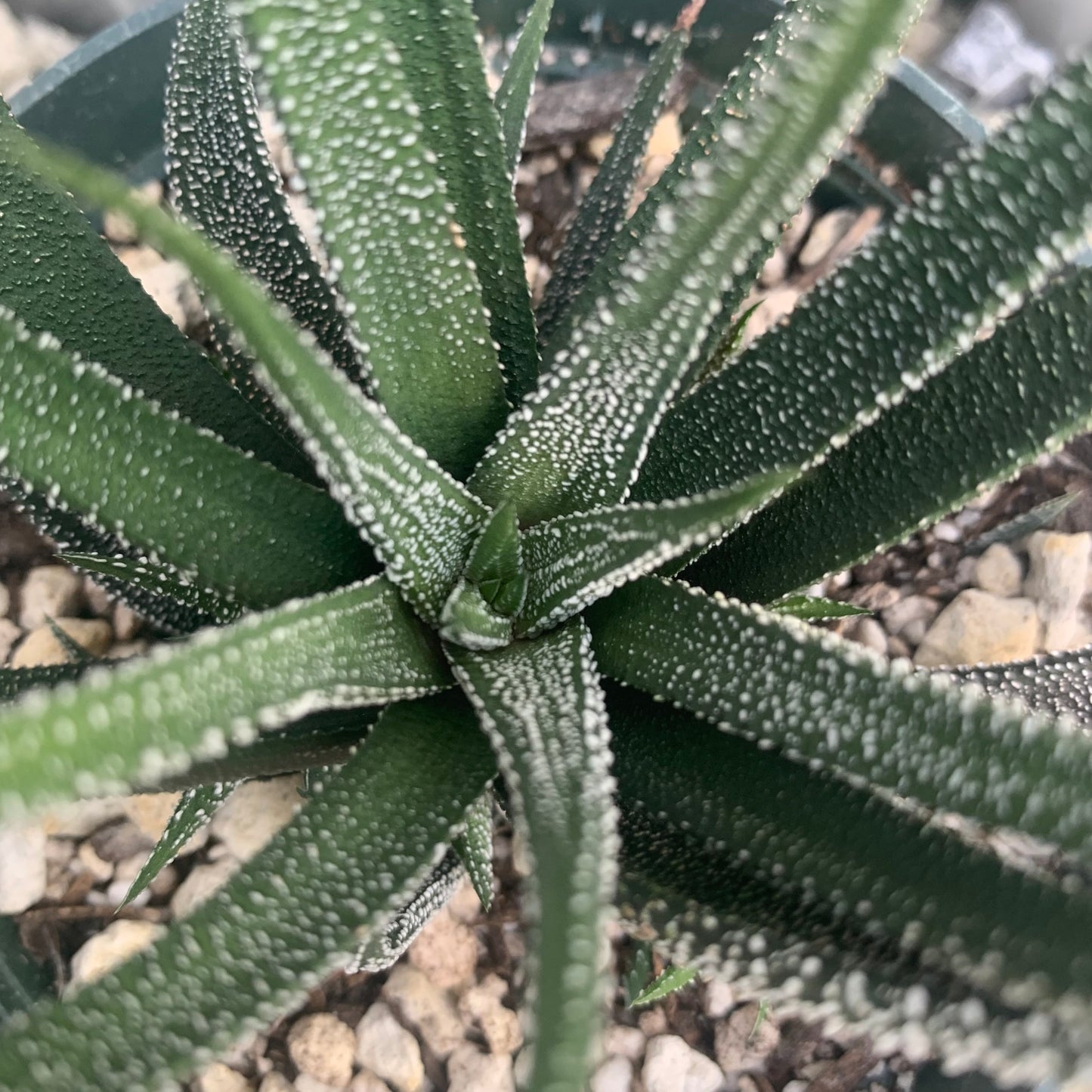 Haworthia Concolor