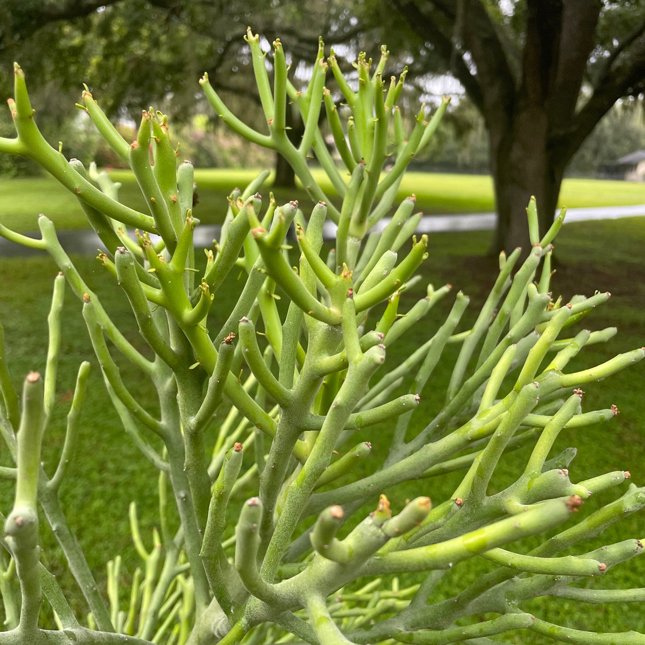 Bush of Euphorbia Fiherenensis (Pencil Plant)