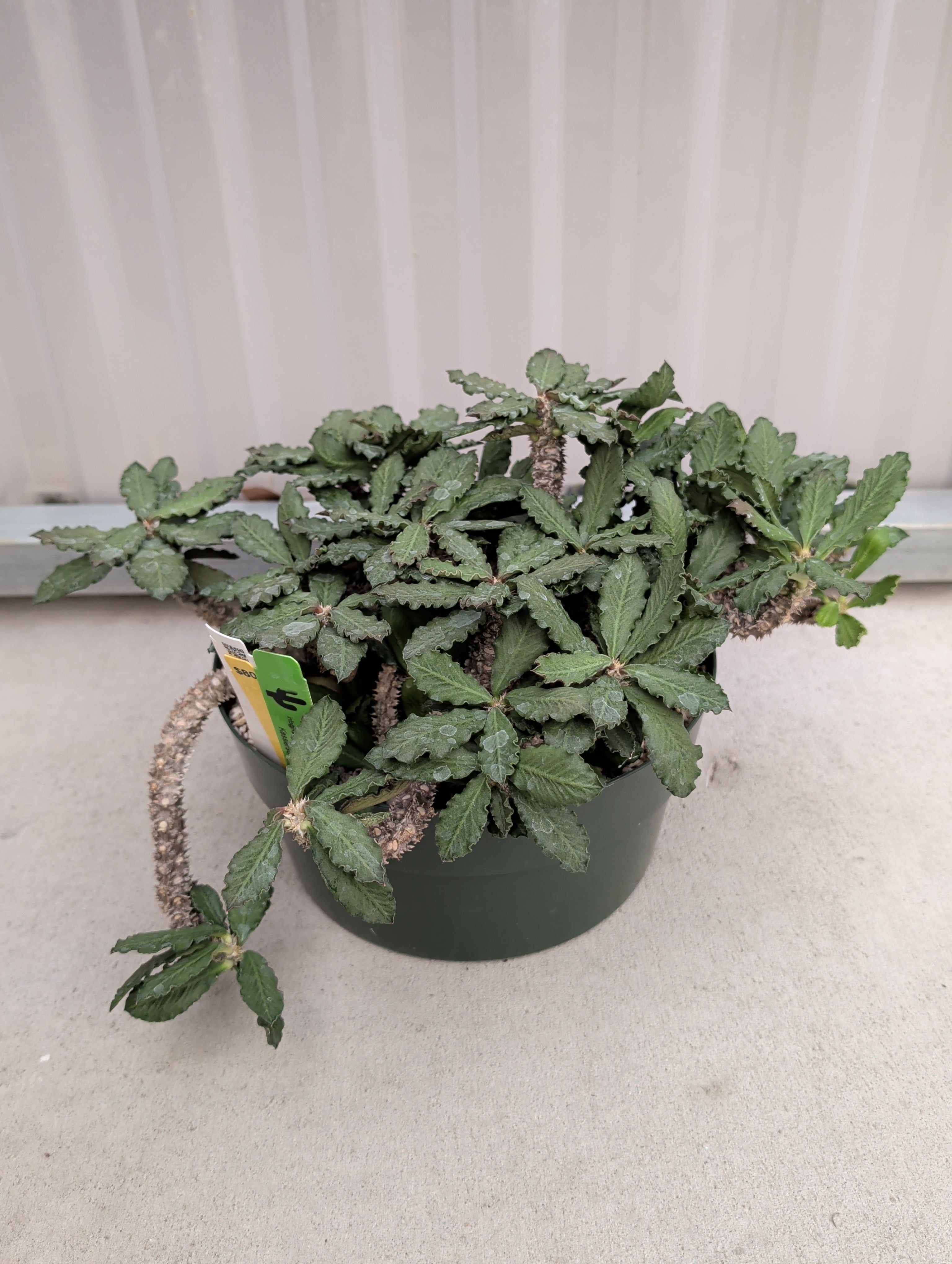 Euphorbia Decaryi v. Decaryi – Kesslers Cacti