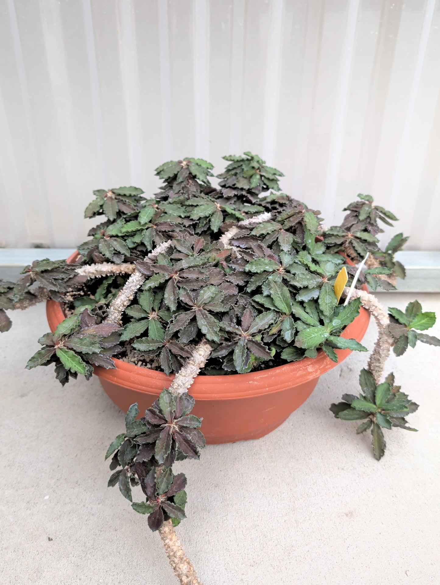 Euphorbia Decaryi v. Decaryi