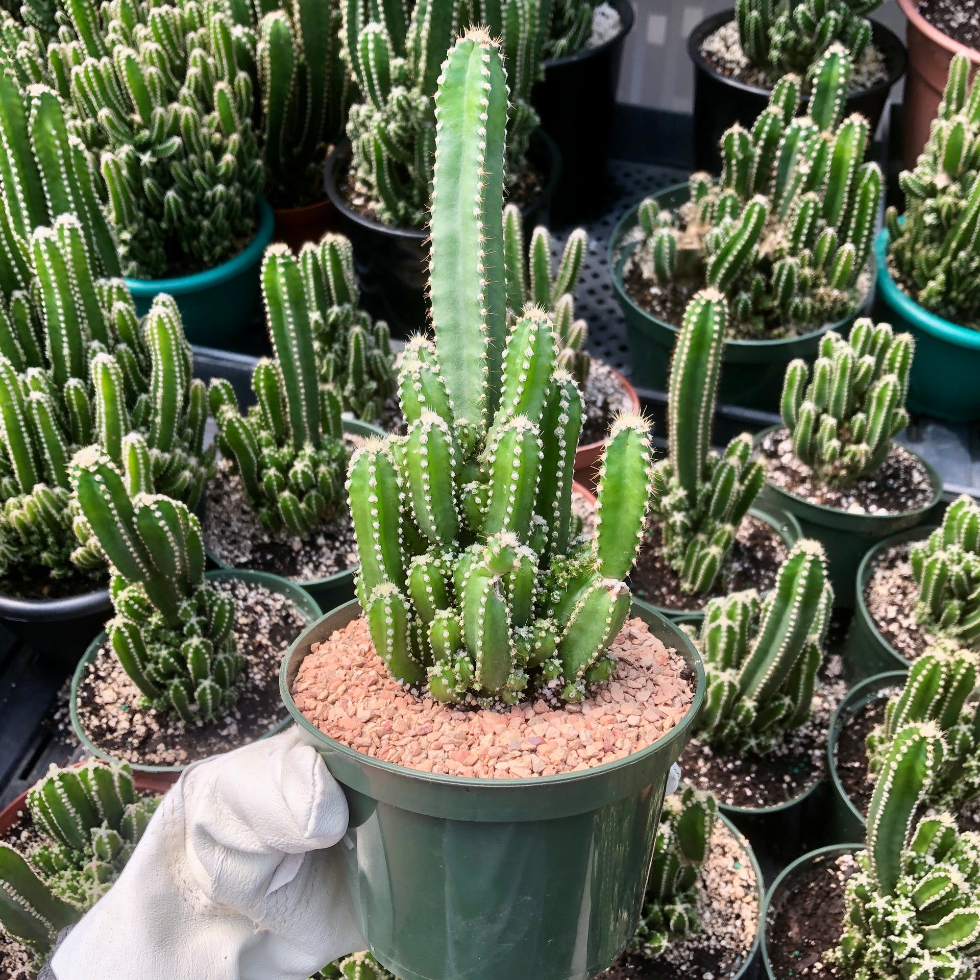 types of fairy castle cactus Acanthocereus Tetragonus (Fairy Castle Cactus)
