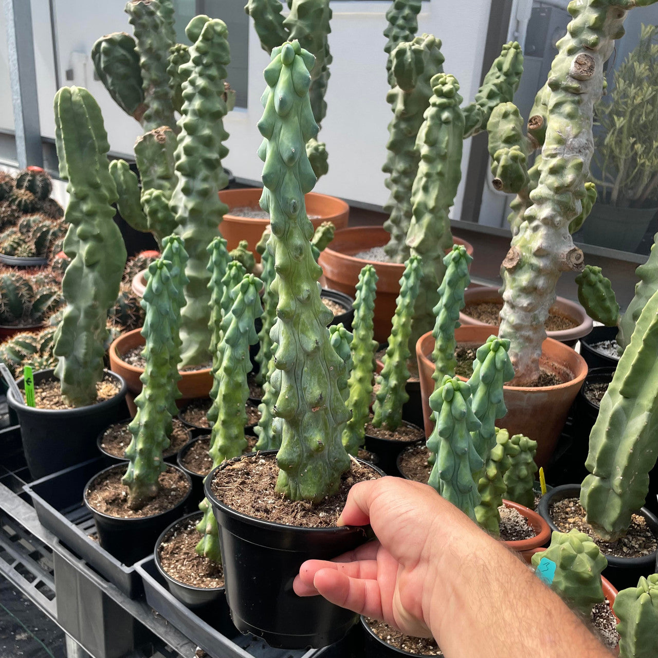 Myrtillocactus Geometrizans v. Fukurokuryuzinboku