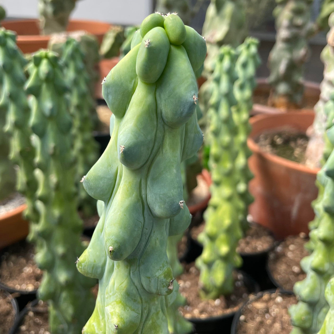 Up close detail photo of the Myrtillocactus Geometrizans v. Fukurokuryuzinboku shapes