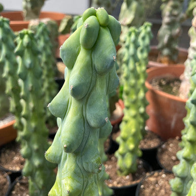 Myrtillocactus Geometrizans v. Fukurokuryuzinboku (Boobie Cactus) 6 Inch Pot