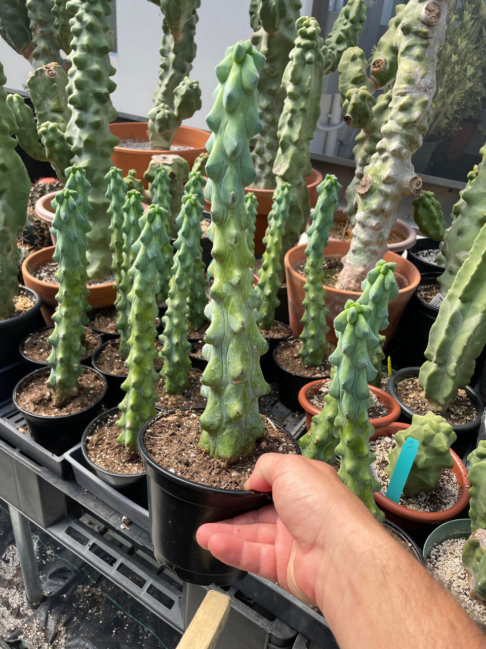 Myrtillocactus Geometrizans v. Fukurokuryuzinboku in pot being held